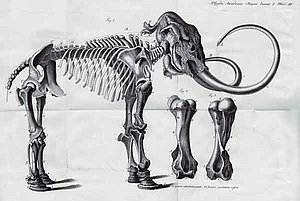 V.G. Tilēzija fon Tilenau t.s. Adamsa mamuta rekonstrukcijas zīmējums. 1810. gads