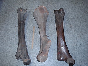 Sibīrijā atrasti mamuta kāju kauli LU muzejā