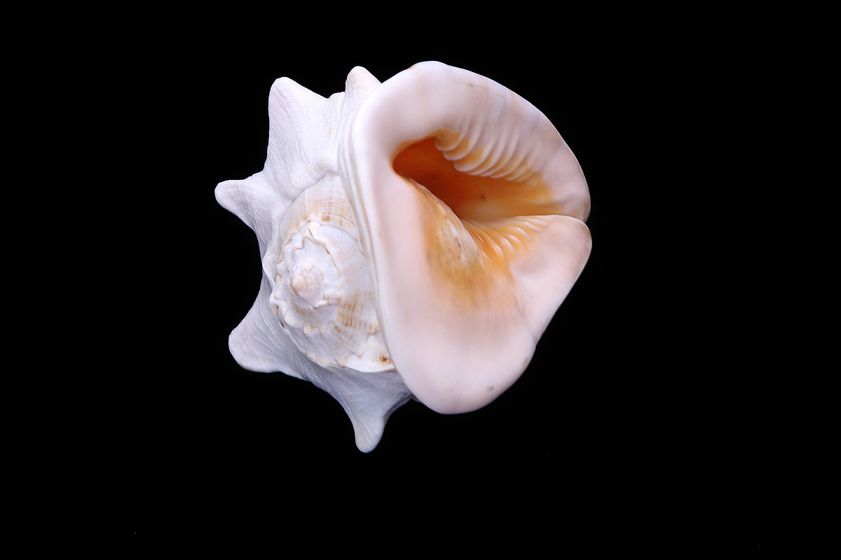 Gliemezis ‘ragainā bruņcepure’ Cassis cornuta