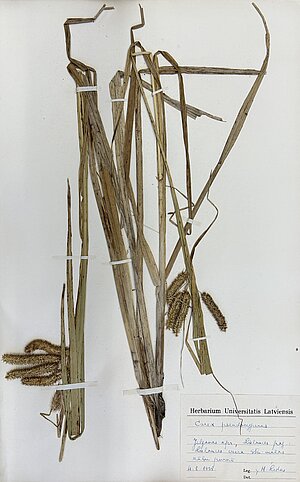 H. Ledus Lielauces krastā ievākts dižmeldru grīšļa herbārijs. Noformēts ar LU herbārija etiķeti. 1938. gada 4. augusts. LU Muzeja krājums. Foto: Daiga Jamonte