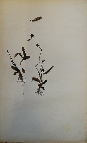 Pinguicula alpina herbārija eksemplārs. Ievākts Staburagā, 13.05.1884. Kolektors J. Ilsters. Ilstera herbārijs.