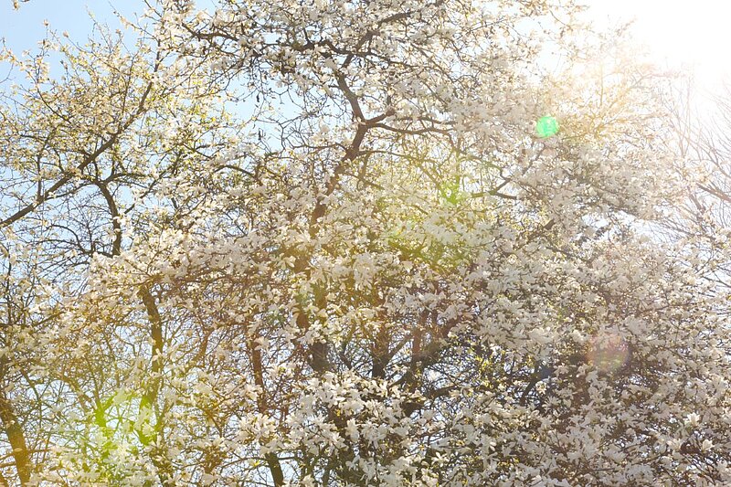 Ziedošs magnolijas koks ar baltiem ziediem saulainā pavasara dienā, saules stari redzami starp zariem.