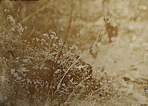 Fotogrāfija. Pinguicula alpina Staburagā. Foto: K. R. Kupfers 1907. gads. Herbarium Balticum