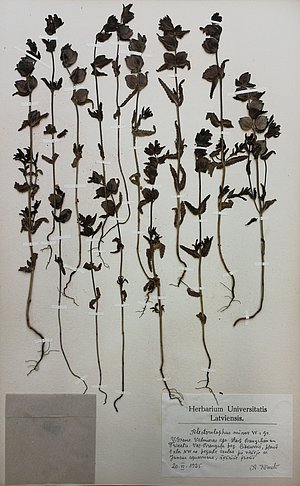 A. Zāmeļa 1925. gadā ievāktais mazā zvaguļa herbārijs (Herbarium Latvicum, LU Botānikas Muzejs)