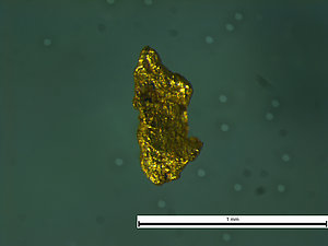 Zelta grauds no Vijas upes (Vidzeme) mūsdienu nogulumiem, kas konstatēts ĢZZF ģeologu realizēto mineraloģisko pētījumu laikā (mikroskopfoto uzņemts ĢZZF laboratorijā, autori: V.Visocka, V.Hodireva).