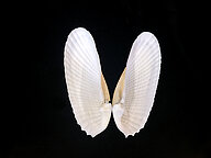 Gliemene ‘enģeļu spārni’ Petricolaria pholadiformes