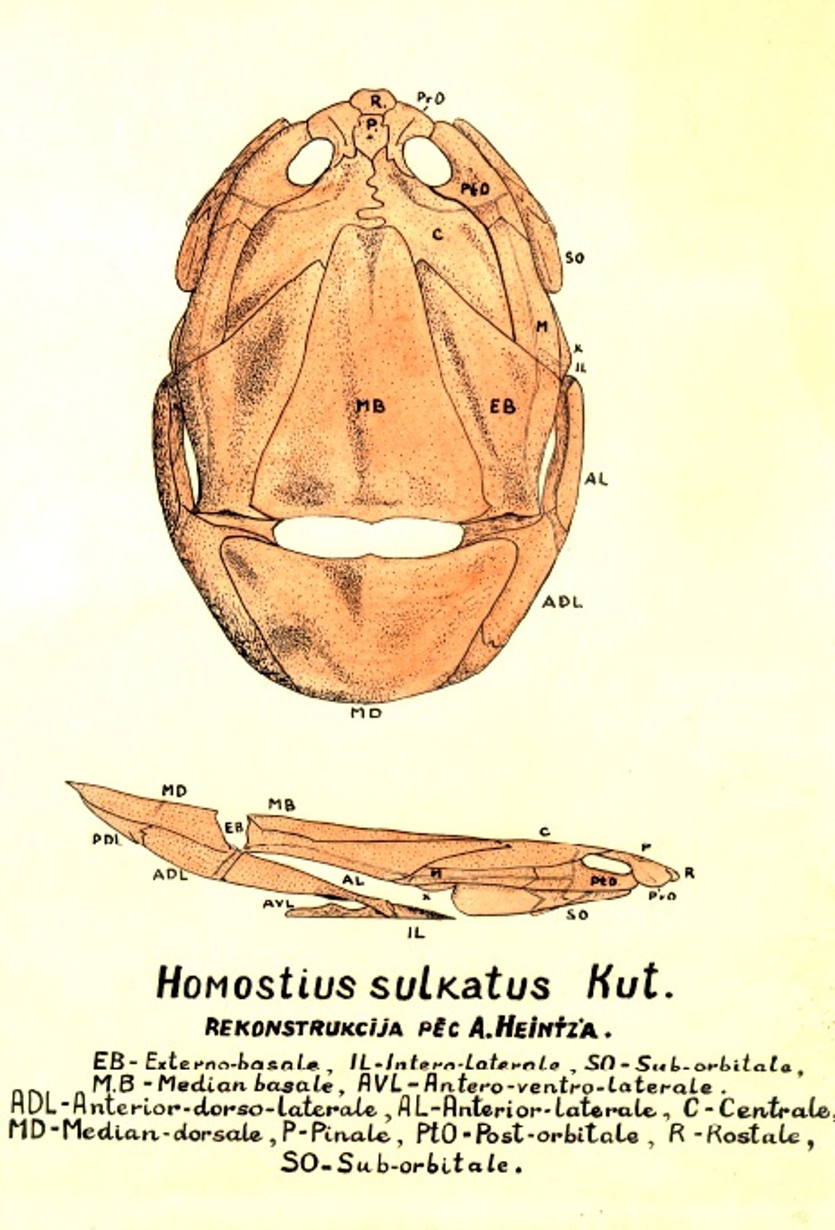 Devona zivs Homosteus sulcatus (Kutorga, 1835) galvas skeleta kauli, N. Delles zīmējums.