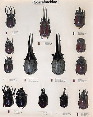 Goliātvaboles no E. Reitera kolekcijas, kura pirkta 1927. gadā. Centrā redzamie eksemplāri ir herkulesvaboles, kuras pieder lielākajiem kukaiņiem pasaulē. Tās var sasniegt 15, 5 cm garumu.