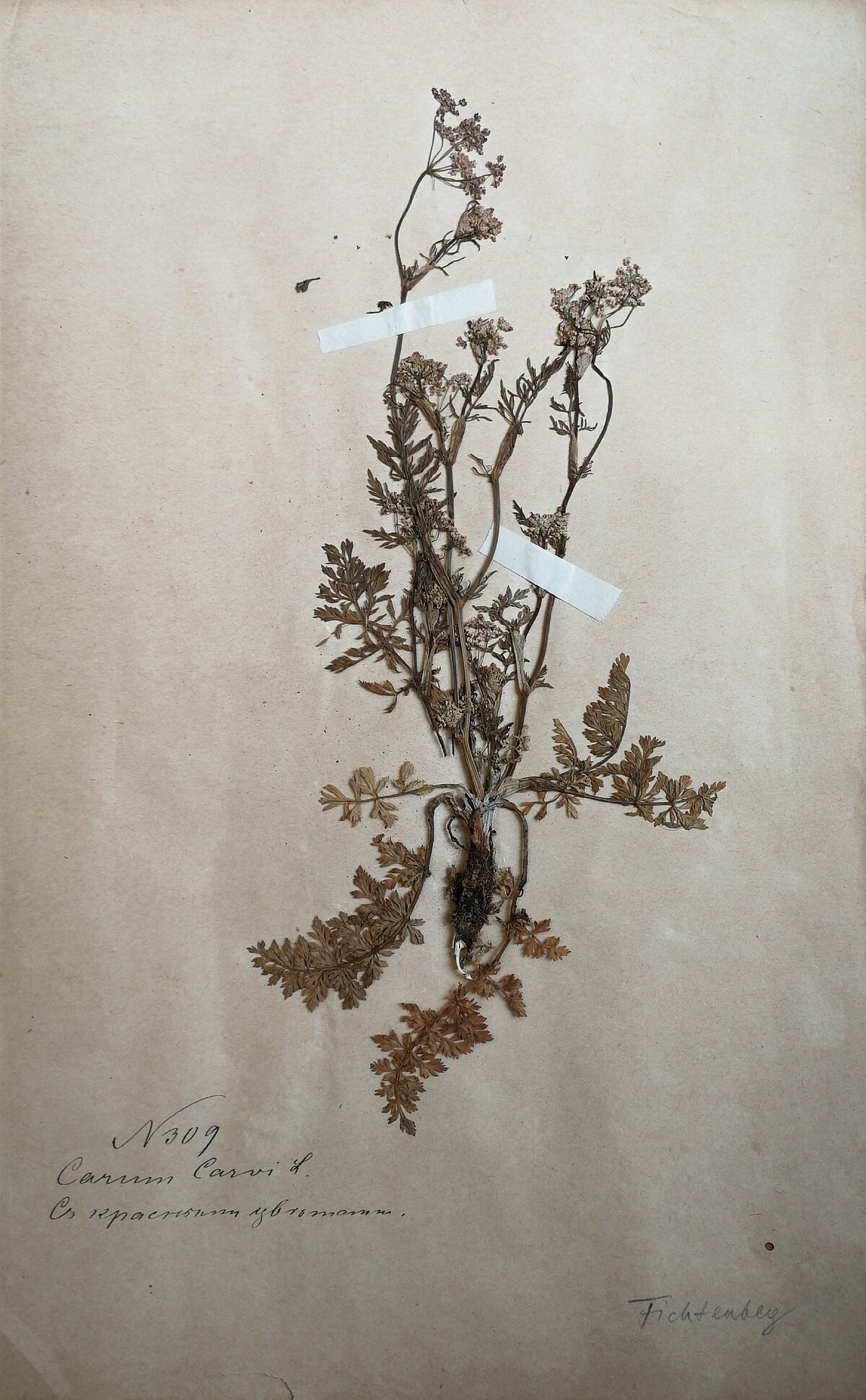 Pļavas ķimenes herbārijs ar sarkaniem ziediem no Fichtenberga herbārija, ievākts visticamāk 19. gadsimta beigās. LU Muzeja krājums