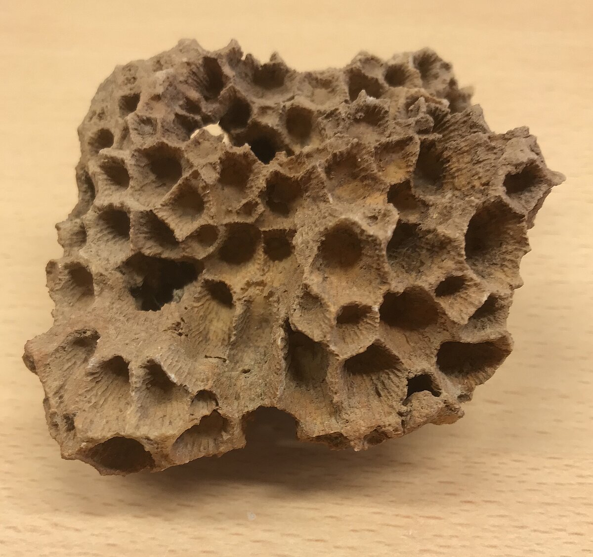 Augšējā devona Daugavas svītas Kranciema ridas dolomītos sastopamās četrstaru koraļļu vēdekļveida kolonijas fosilijas fragments no valsts nozīmes atradnes Birži-Pūteļi. V. Hodirevas vākums 1987. gadā. Foto: V. Hodireva.