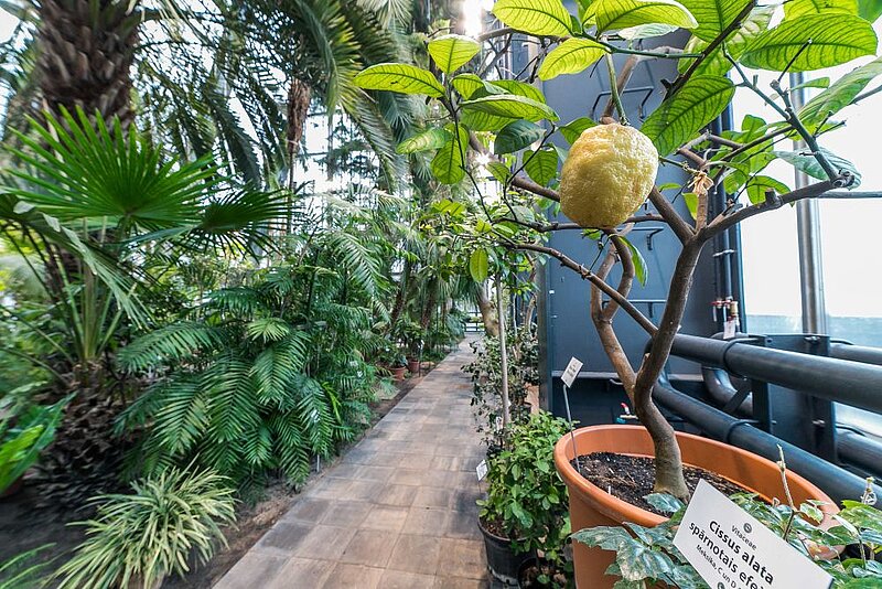 LU Botāniskais dārzs aicina uz telpaugu kopšanas kursiem