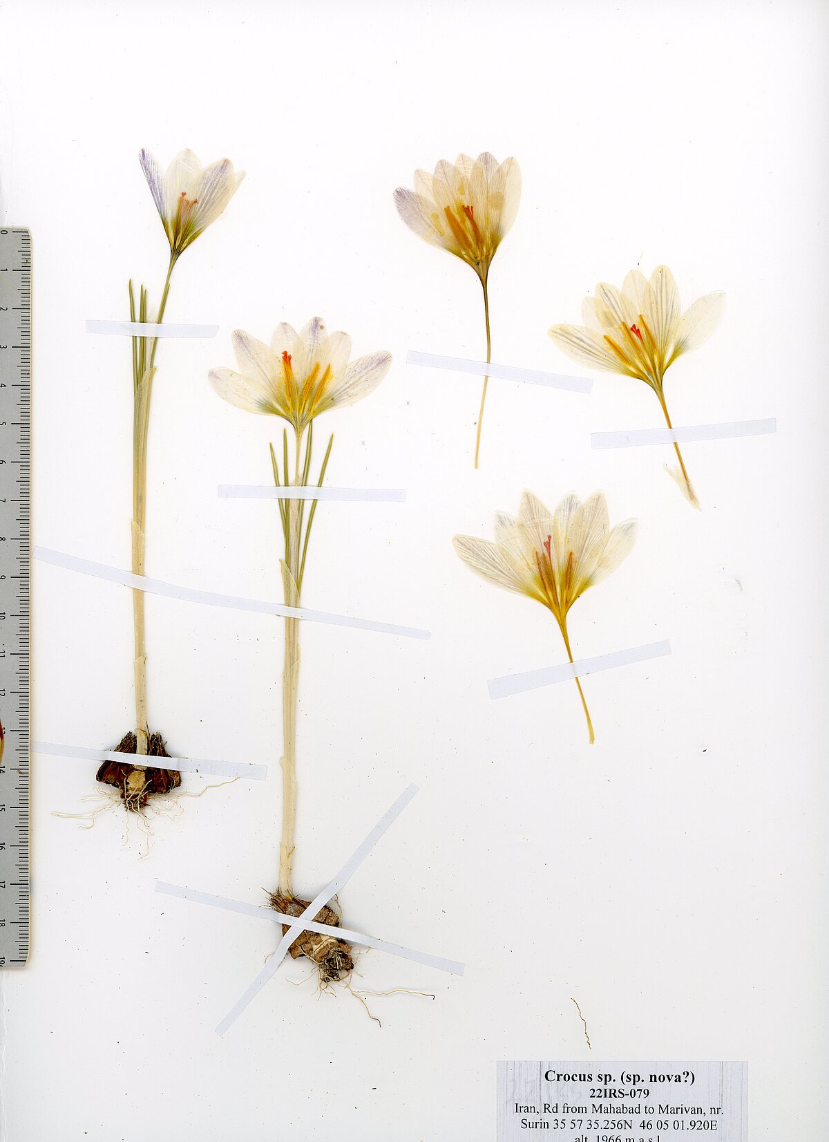 Crocus oron-peri Rukšāns & Jošt holotipa herbārijs. Foto: Jāņa Rukšāna personīgais arhīvs.