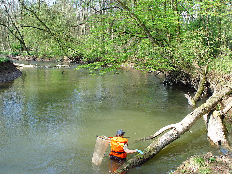 Study shows that recovery of European freshwater biodiversity has stalled