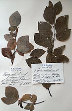 1892. gada jūnijā Tartu Botāniskajā dārzā (Dorpat Botanische Garten) ievāktais sarkanlapu dižskābardža Fagus sylvatica L. f. purpurea herbārijs un 1895. gada 15. jūlijā Zlēku mācītājmuižas (Pastorat Schleck) apkaimē ievāktais Eiropas dižskābardža herbārijs