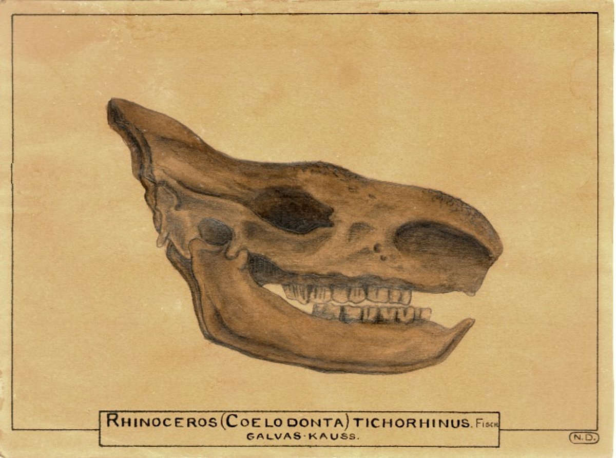 Leduslaikmeta dzīvnieka – Matainā degunradža galvaskauss, N. Delles zīmējums, 30X50 cm, tagad glabājas LUM Ģeoloģijas kolekcijā. Iespējams, zīmēts muzejā  esošais galvaskauss.