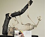 Trīspirkstu slinķis Bradypus tridactylus (Foto: Mudīte Rudzīte)