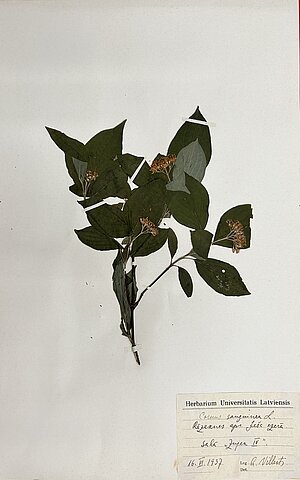 Asinsarkanā grimoņa (Swida sanguinea syn. Cornus sanguinea) herbārijs. Ievācis A. Villerts Ješa ezera Zujek IV salā 1937. gada 16. jūnijā. Foto: LU Muzeja krājums