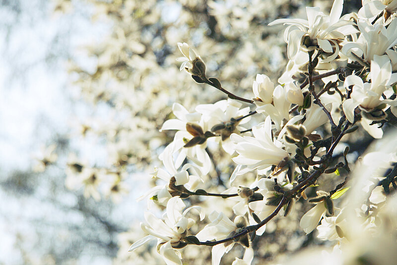 LU Botāniskajā dārzā krāšņi zied magnolijas