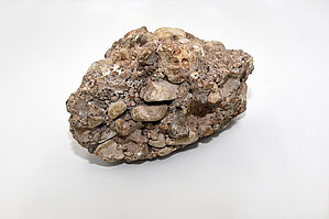 Konglomerāta paraugs no LUM Ģeoloģijas kolekciju vēsturiskās kvartāra iežu kolekcijas. Foto: Sarmīte Livdāne