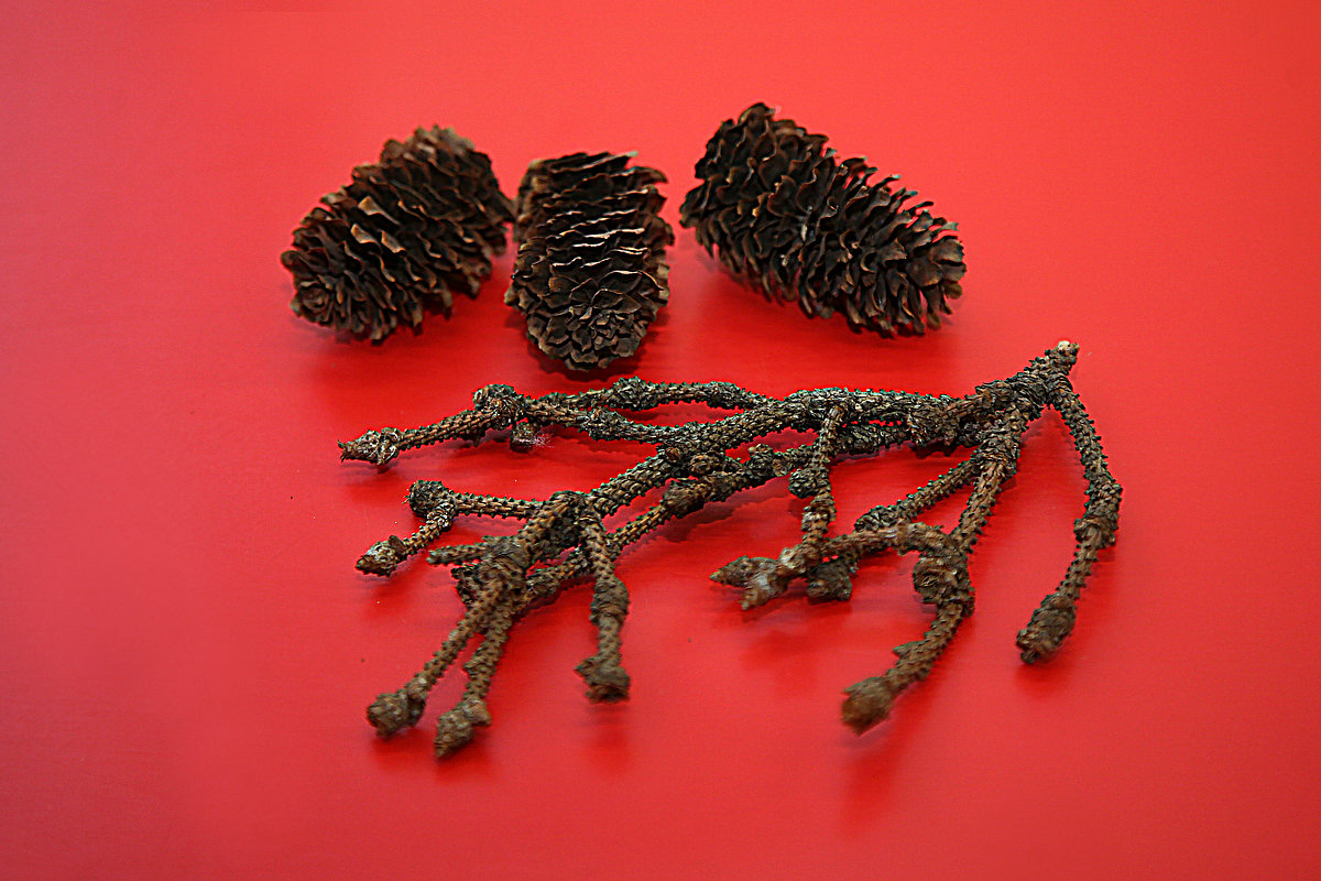 Picea jezoensis čiekuri un zariņš LU Muzeja Botānikas un mikoloģijas kolekcijā. Foto: Sarmīte Livdāne