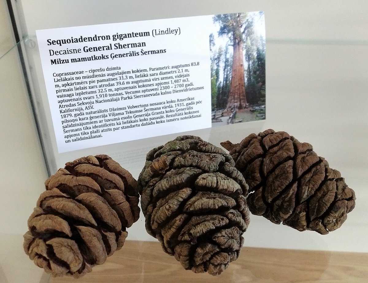 Pasaulē lielākā koka – milzu mamutkoka īpatņa Ģenerāļa Šermana – čiekuri jaunajās mājās LU Muzeja Botānikas un mikoloģijas kolekciju čiekuru ekspozīcijā 