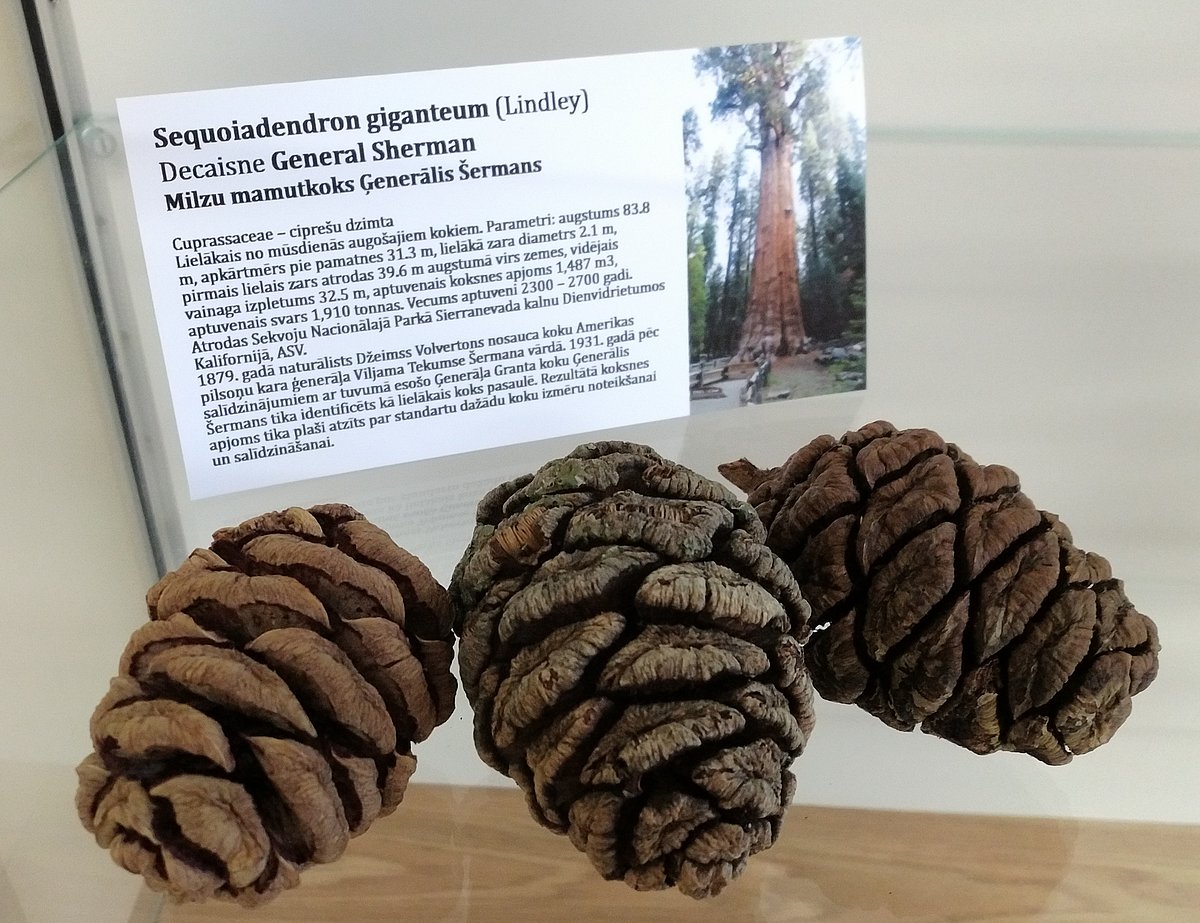 Pasaulē lielākā koka – milzu mamutkoka īpatņa Ģenerāļa Šermana – čiekuri jaunajās mājās LU Muzeja Botānikas un mikoloģijas kolekciju čiekuru ekspozīcijā Pasaulē lielākā koka – milzu mamutkoka īpatņa Ģenerāļa Šermana – čiekuri jaunajās mājās LU Muzeja Botānikas un mikoloģijas kolekciju čiekuru ekspozīcijā