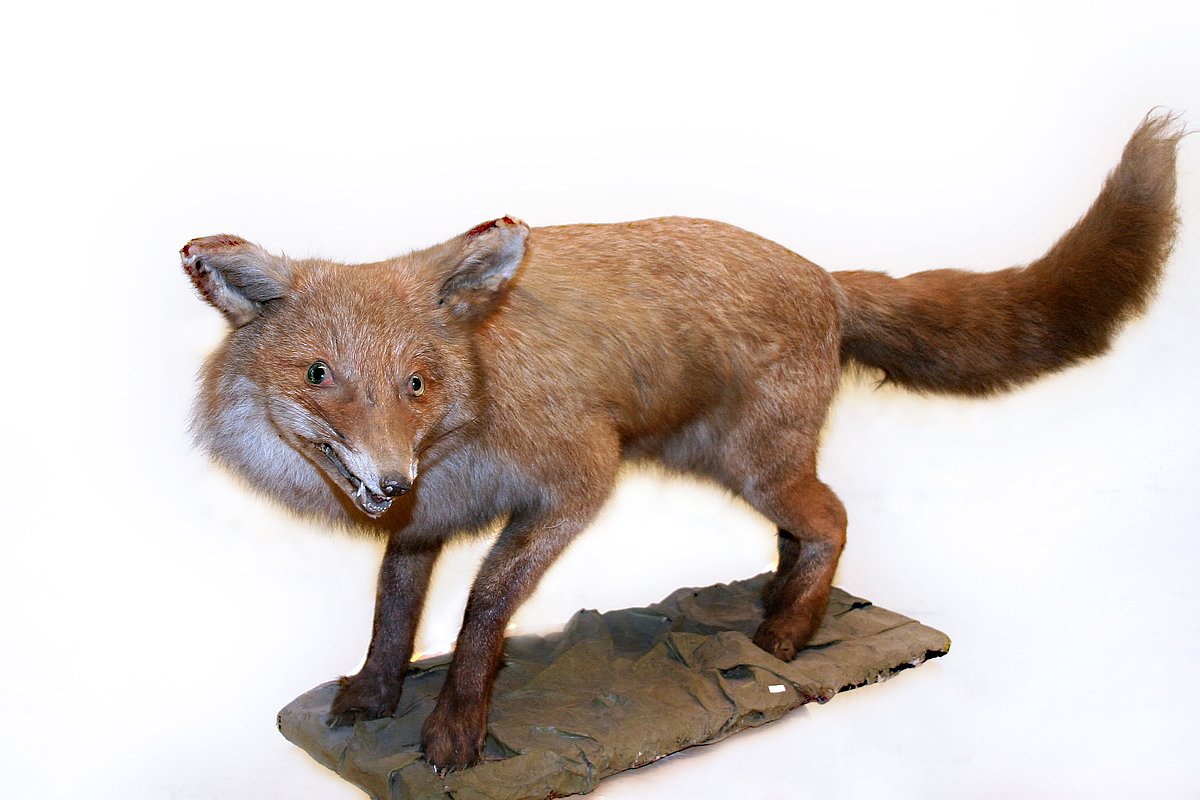 Lapsa Vulpes vulpes. Foto: S. Livdāne