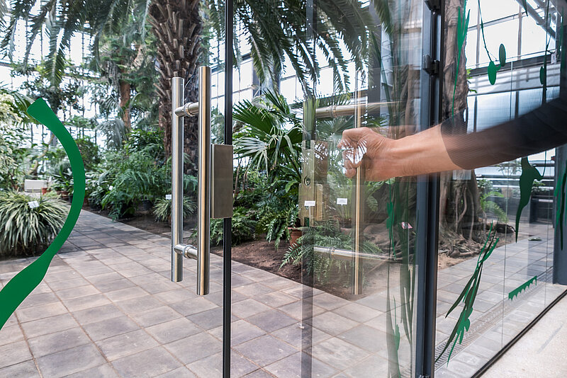 Svētku brīvdienās LU Botāniskajā dārzā atveras Baltijā modernākā Palmu māja