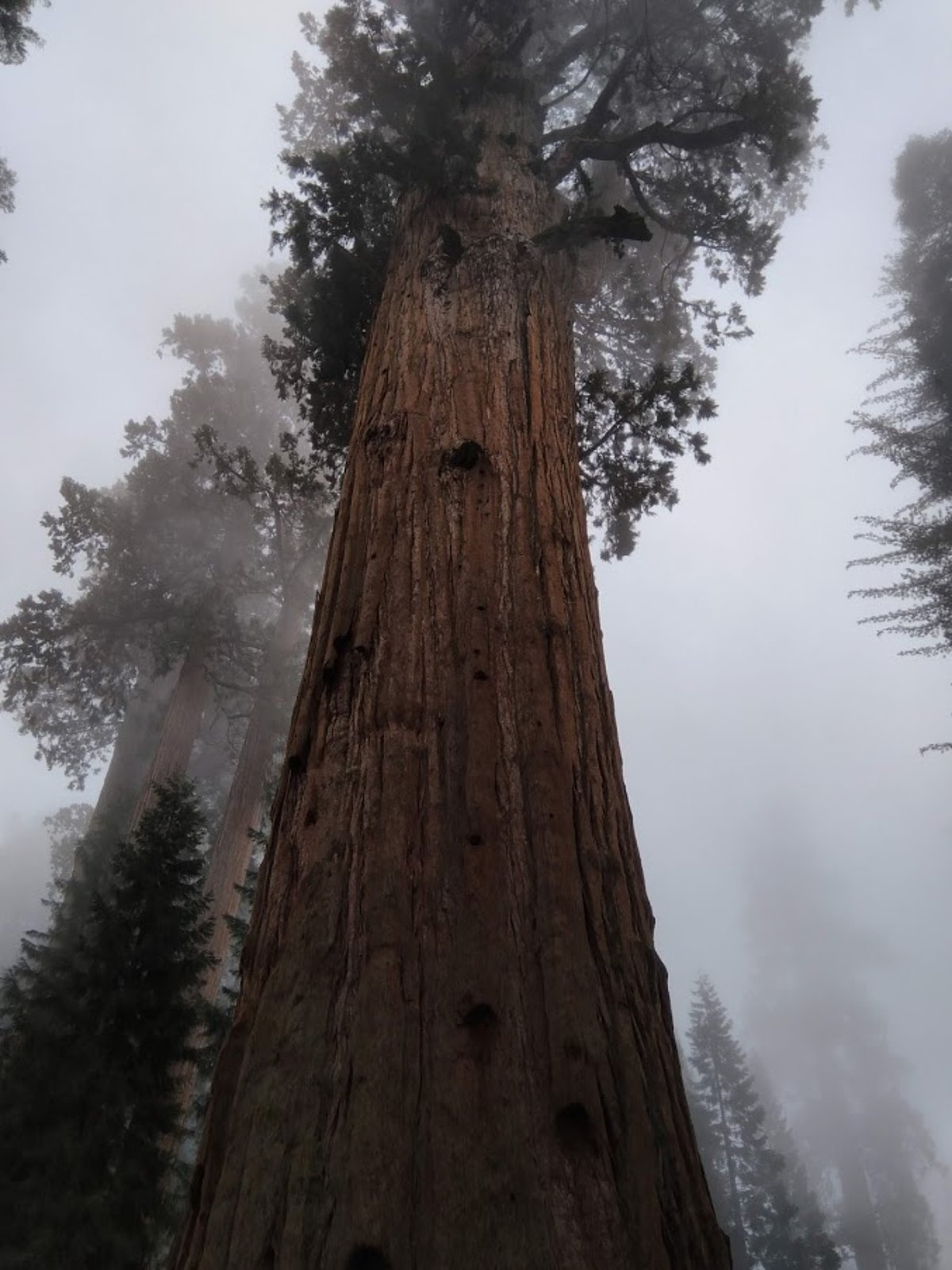 Pasaulē lielākais koks – milzu mamutkoka īpatnis Ģenerālis Šermans (Foto: Maris Eglīte)