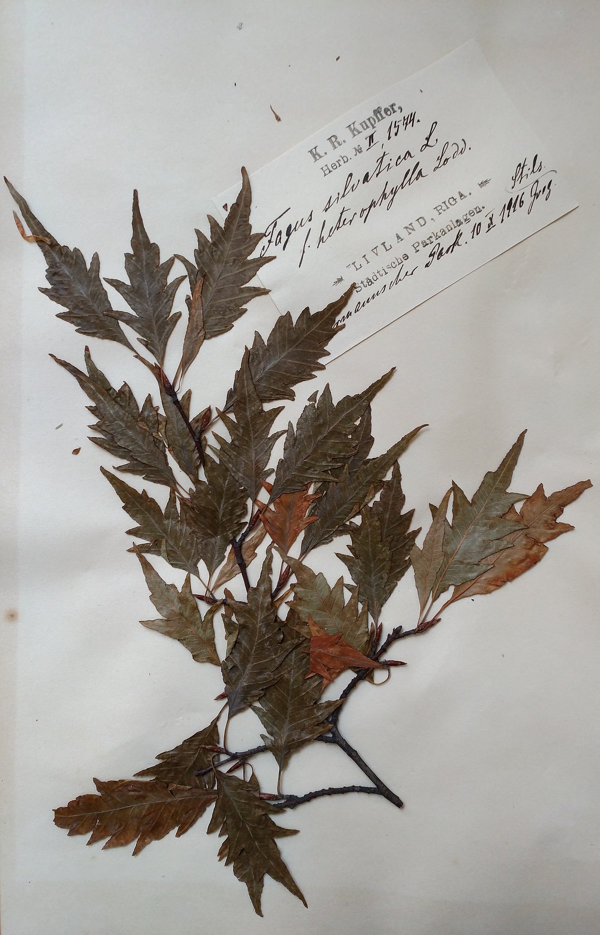 1916. gada 10. oktobrī Rīgas Vērmaņa dārzā (Der Wöhrmannsche Garten) ievāktais šķeltlapu dižskābardža Fagus sylvatica L. f. heterophylla herbārijs