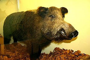 Prezidenta Jāņa Čakstes nošautās meža cūkas izbāzenis Zooloģijas muzejā.