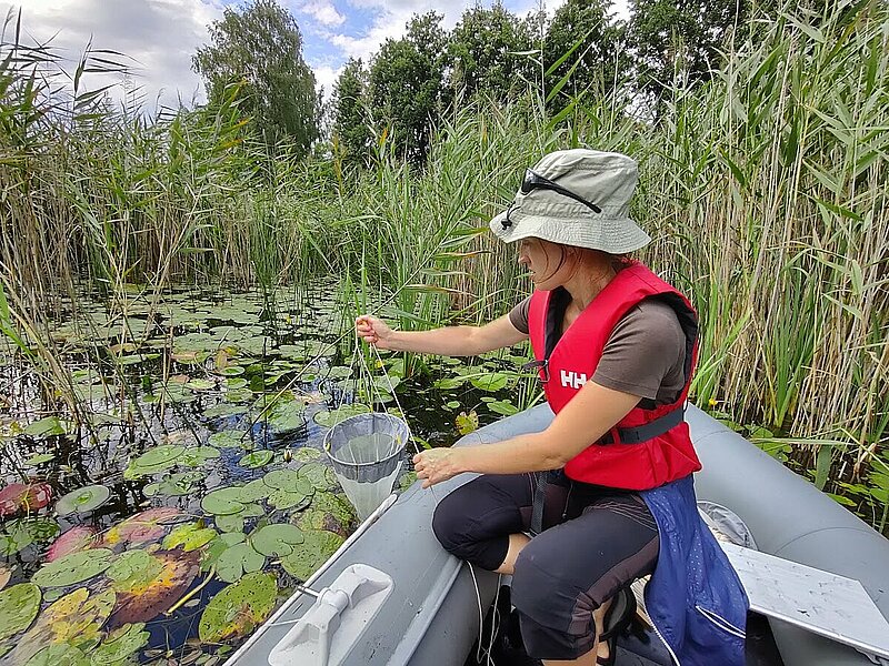 LU pētnieki atklāj jaunas ūdensblusas un airkājvēžu sugu atradnes Latvijas ezeros