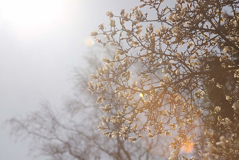 LU Botāniskajā dārzā sākas magnoliju ziedēšana