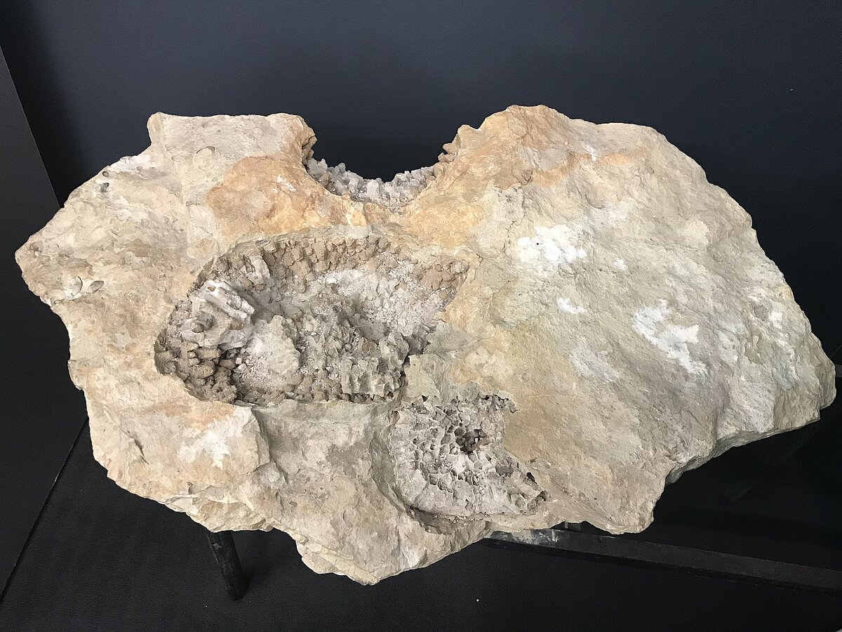 Lielākais dolomīta monolīts ar seno četrstaru koraļļu pārakmeņojumiem no valsts nozīmes atradnes Birži-Pūteļi LUM Ģeoloģijas ekspozīcijā. V. Sorokina vākums ap 1980. gadu. Foto: V. Hodireva.