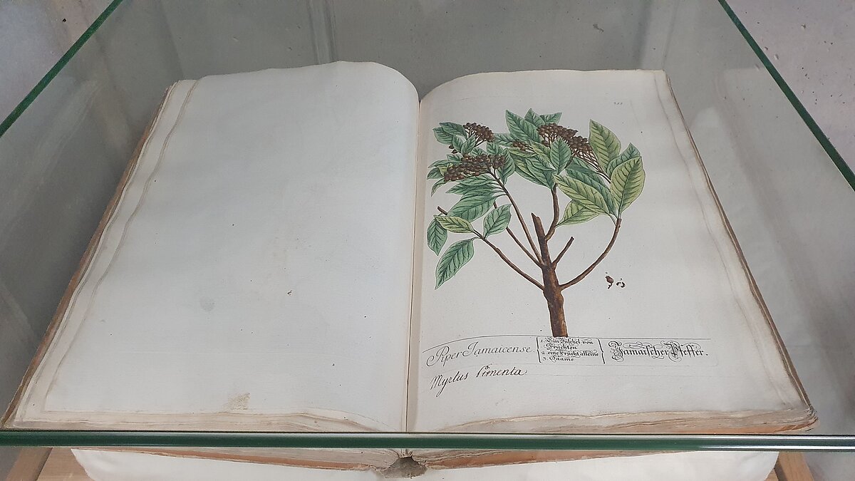 LU Bibliotēkas 18. gs. unikālais izdevums “Herbarium Blackwellianum”. 18. gs. unikālais izdevums “Herbarium Blackwellianum”