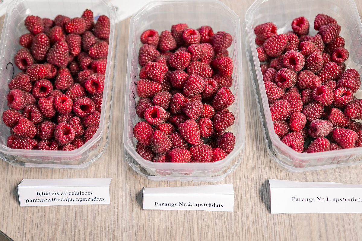 Apstrāde ar biopolimēriem pagarina aveņu uzglabāšanas termiņu. Savukārt pārklājumi ir pilnīgi droši cilvēkam un ir ēdami kopā ar ogām. © Foto: Toms Grīnbergs, Latvijas Universitātes Komunikācijas departaments