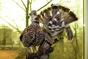 Mežirbes izbāzeņu pāris LU Muzeja zooloģijas ekspozīcijā (Foto: S. Livdāne)