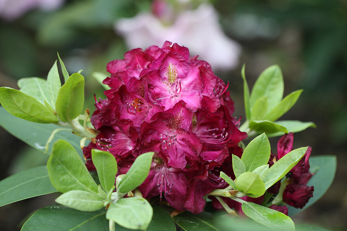 Mecenāta Roberta Rūša vārdā nosauktais rododendrs