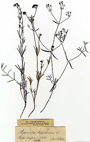 Krāsu miešķis (Asperula tinctoria L.), 1851. gada vākums