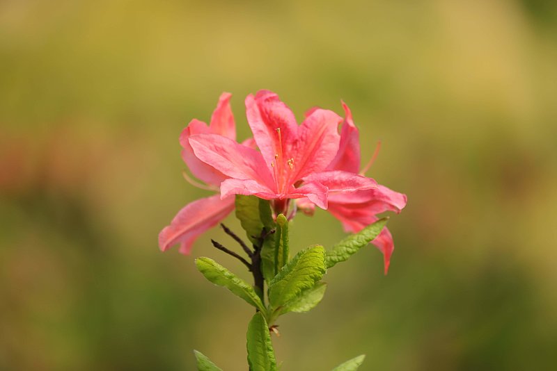 LU Botāniskajā dārzā krāšņi uzziedējusi rododendru kolekcija