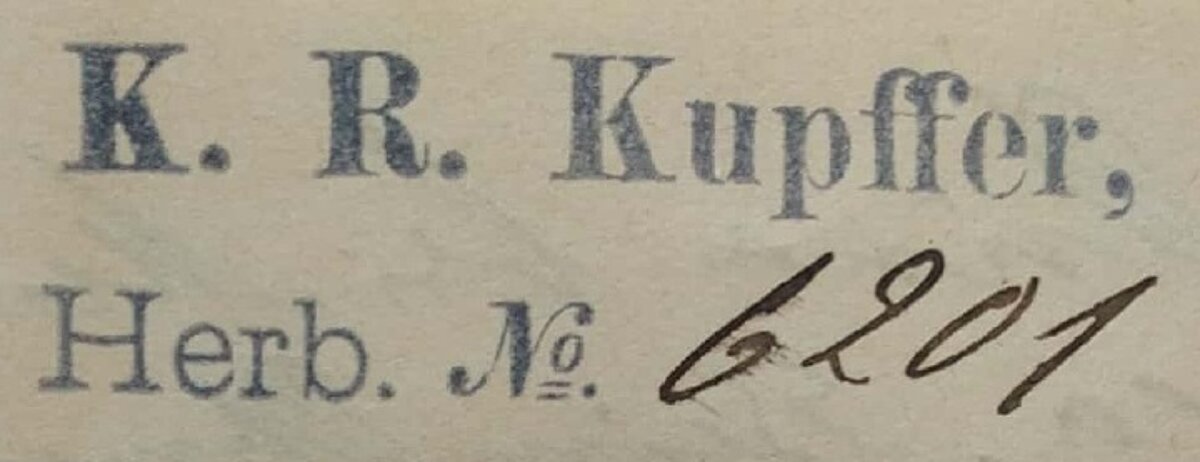 Karla Reinholda Kupfera herbārija zīmogs uz viena no Baltijas herbārija eksemplāriem