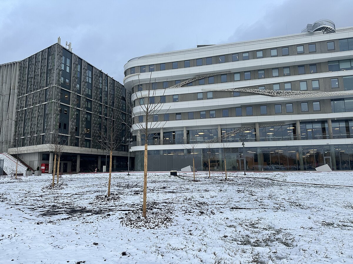 Ķirši LU Akadēmiskā centra teritorijā. Foto: Samanta Adlere.