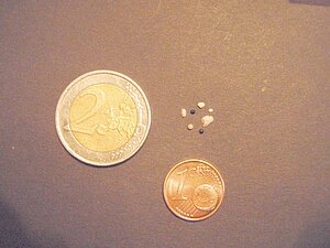 Pērlēm līdzīgie veidojumi ir ļoti sīki, mērogam blakus novietotas monētas.