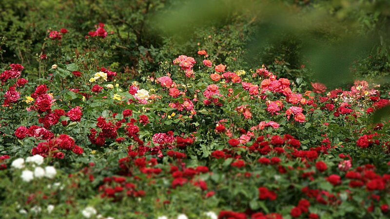 Rožu ziedonis LU Botāniskajā dārzā