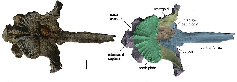 Fosilijas fragments un tā anotēta zinātniska rekonstrukcija ar iezīmētām anatomiskajām struktūrām.