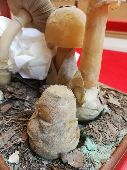 Pēc restauratora apmeklējuma. Vasarā “sēnes” sagaidīja savu restauratoru Māri Jēkabsonu, kurš ar ārsta rūpību to apskatīju, lai konstatētu, kādas “kaites” ir skārušas šīs vaska sēnes un kā viņš var palīdzēt mulāžai atkal izskatīties svaigai un, pats galvenais, būt drošai eksponēšanai un nodrošināt tai vēl ilgu mūžu. Vēl bija jānoskaidro, sēņu suga. Tās ir mušmiru dzimtas Amanitaceae sēnes, kas atainotas dažādās augšanas stadijās. Divas, spriežot pēc cepurītes, ir slavenā skaistule sarkanā mušmire Amanita muscaria, bet pārējām – krāsas zuduma dēļ sugu diemžēl vairs noteikt nevar.