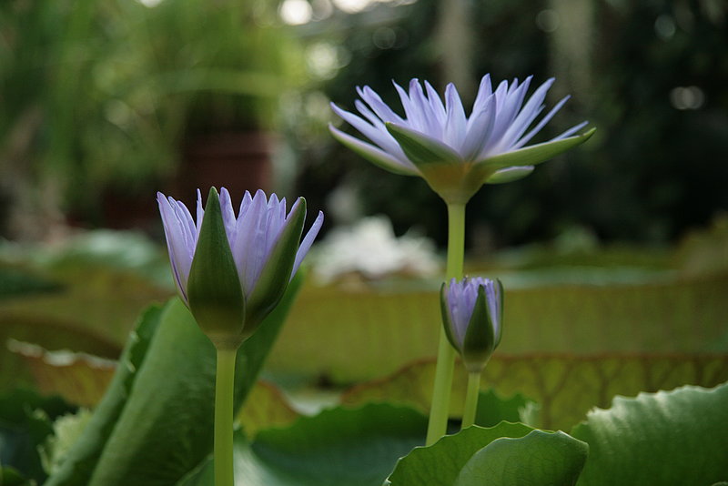 LU Botāniskā dārza Tropu siltumnīcā sācies ūdensrožu ziedonis 