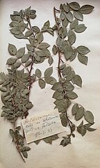 Ādlapainās rozes Rosa coriifolia eksikāts Herbarium Latvicum herbārijā. Ievācis P. Galenieks. 1933. gads. LUM krājums