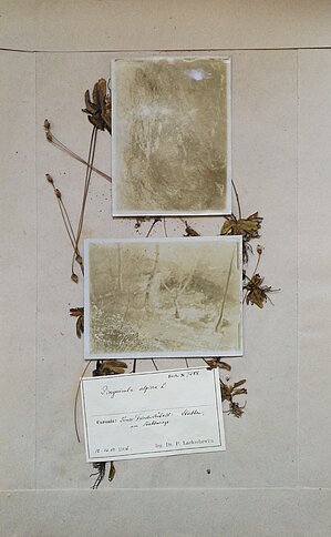 Pinguicula alpina herbārija eksemplārs ar fotogrāfijām. Ievākts Staburagā, 1906. gada 12. jūnijā. Kolektors P. Lakševics. Herbarium Lakshewitzi