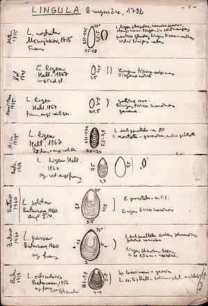 Pleckāju (lingulu) zīmējumi uz 9 lapām. Uzsvērtas apm. 70 sugu īpatnības un raksturīgās pazīmes. V. Grāvītis uzskatīja, ka pareizs zīmējums ļauj sugas attēlot labāk, nekā atsevišķu paraugu fotogrāfijas